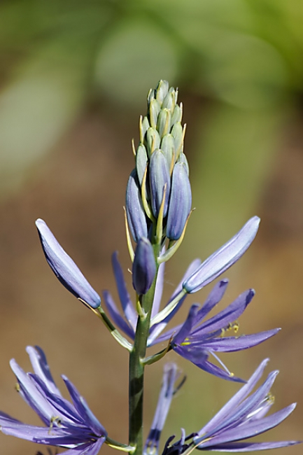 Jardin des Impressionnistes-019